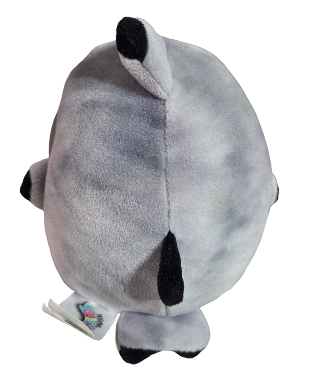 Squishmallows Gordon the Great White Shark 5" Walgreens Exclusive Plush image 3