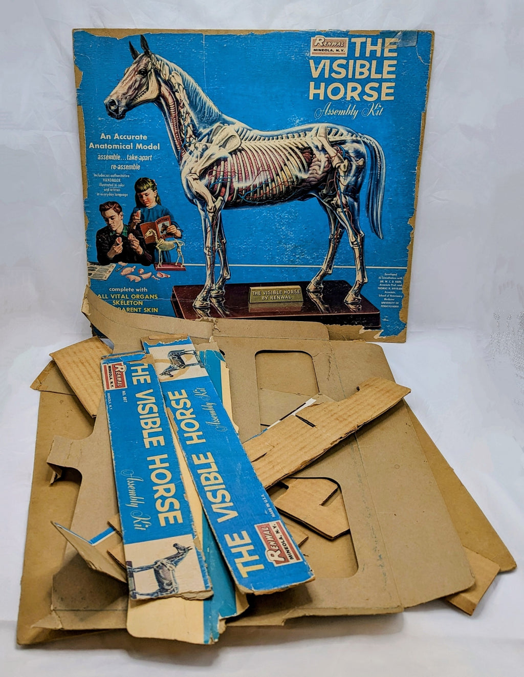 1961 Renwal The Visible Horse Assembly Kit - Incomplete image 2